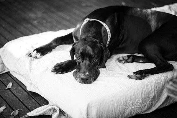 stress great dane