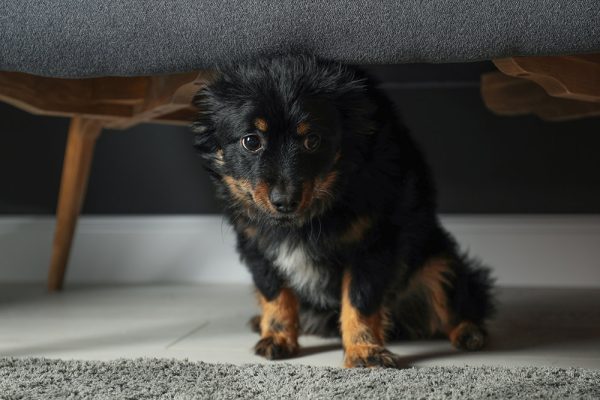 Stressed dog hiding under sofa