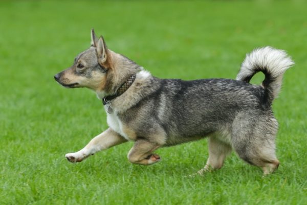 swedish vallhound dog walking in the grass