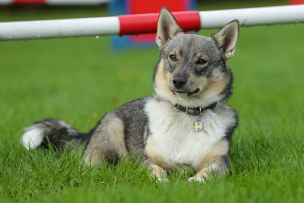 swedish vallhund dog in the grass