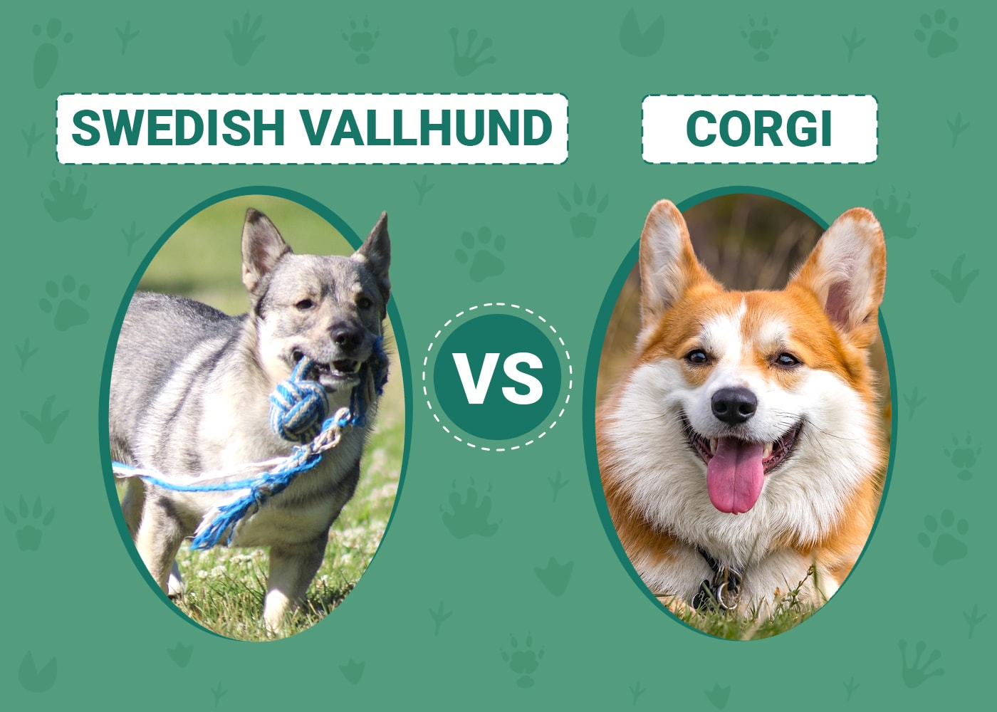 Swedish Vallhund vs Corgi