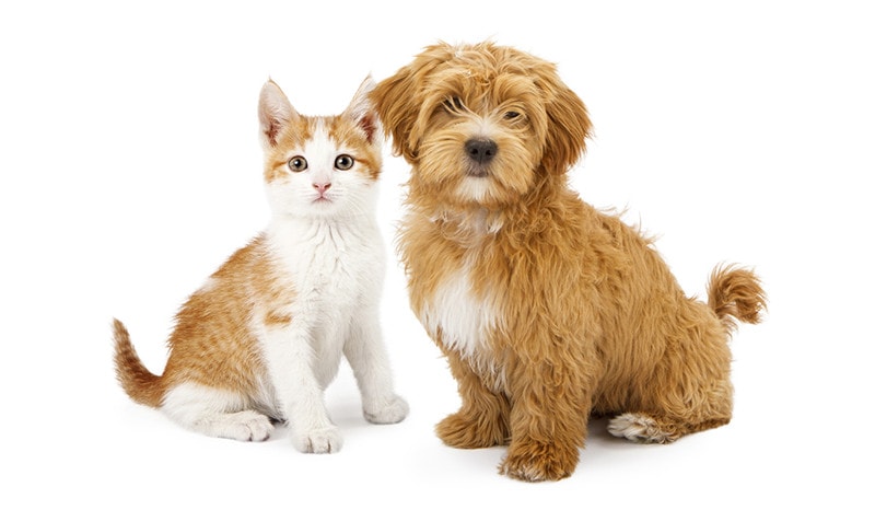 tabby cat and havanese puppy sitting together