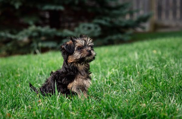 Teacup Morkie (Yorkshire Terrier & Maltese Mix): Guide, Info ...