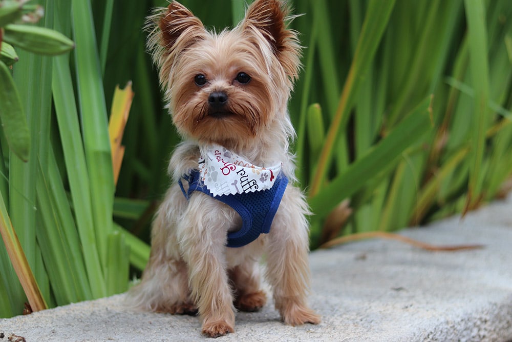 Teacup Yorkie with a harness