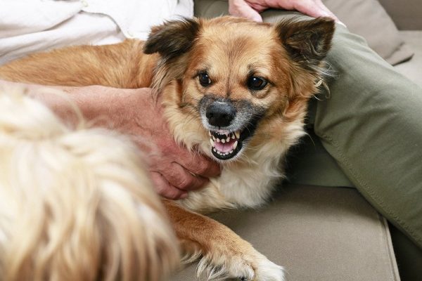 territorial dog growling