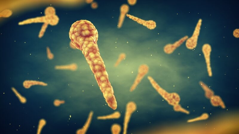 Clostridium tetani bacteria