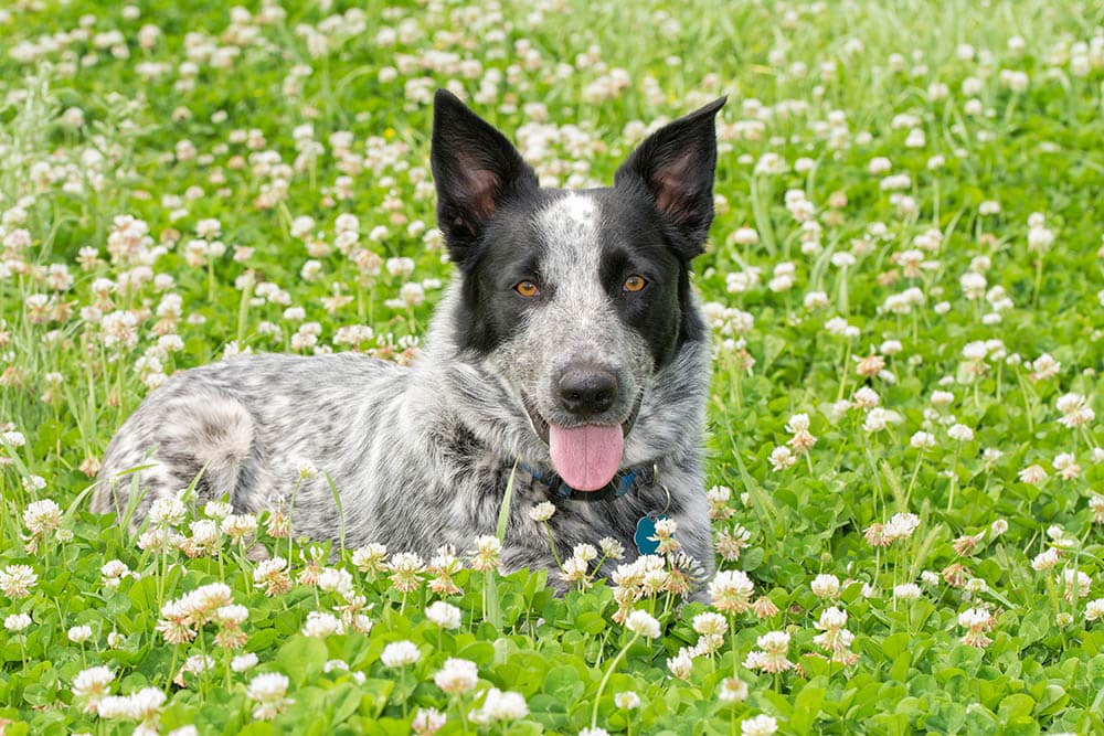 texas heeler in the meadows