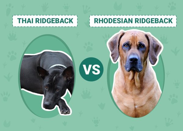 Thai vs Rhodesian Ridgeback