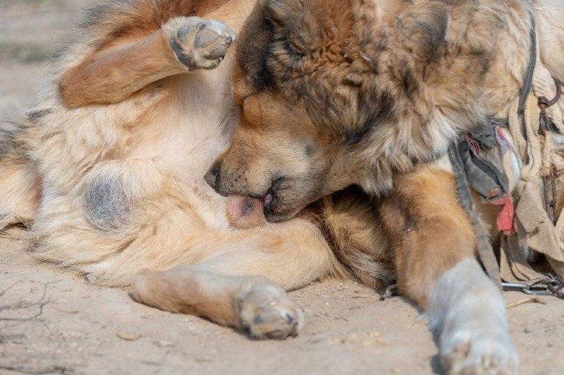 the dog is licking the genitals