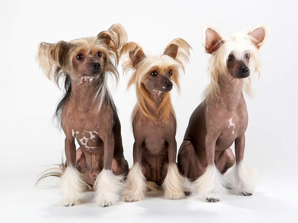 three Chinese Crested Dogs