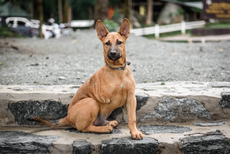 three-legged dog on the ground