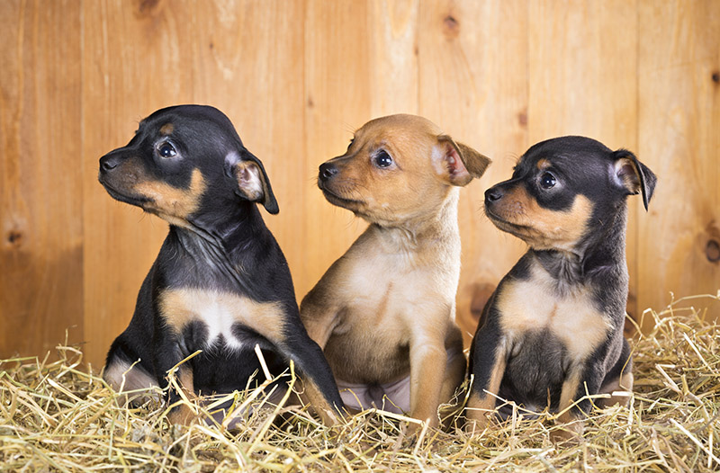 Three Russian Toy Terrier puppies