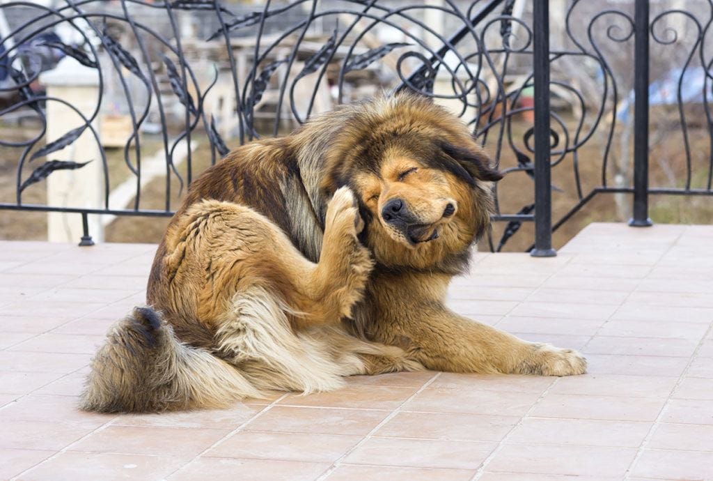 tibetan-mastiff-scratching