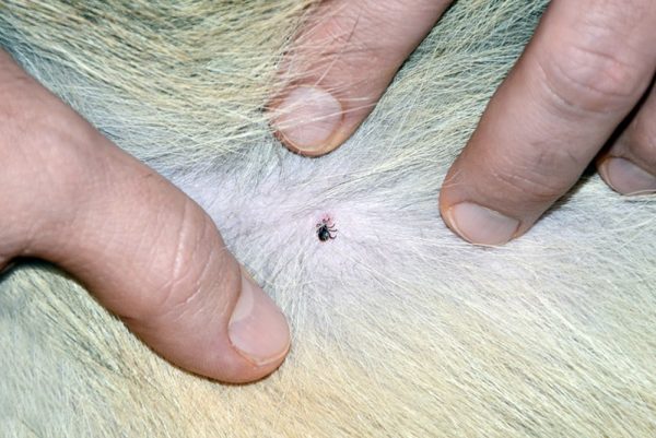 tick on dog's fur