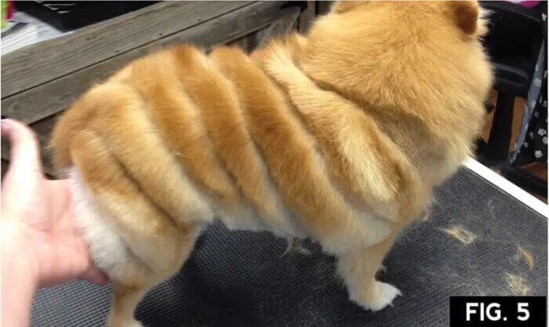 timeless spiral or corkscrew corgi haircut