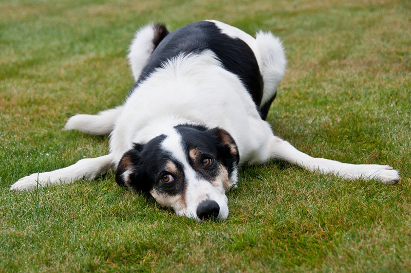 tired New Zealand Heading Dog