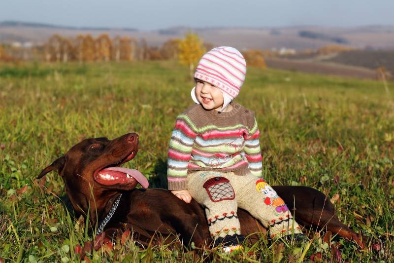 toddler sitting on top of the lying doberman dog