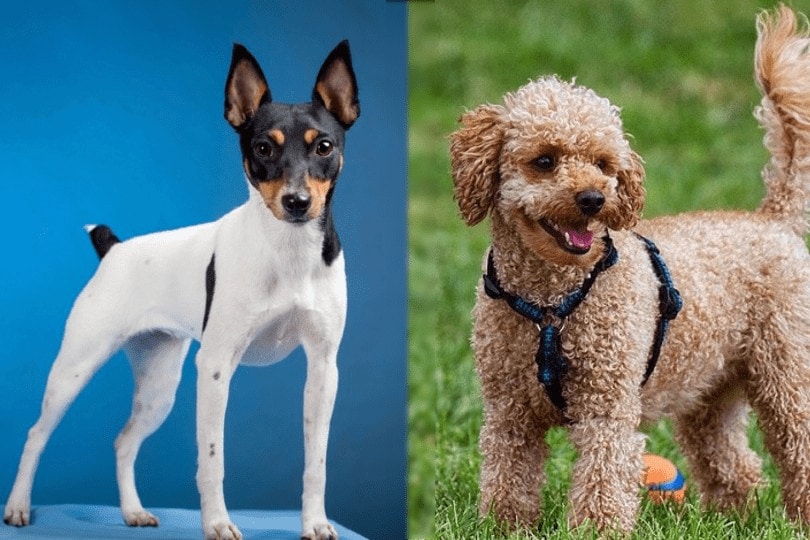 toy fox terrier and poodle_1