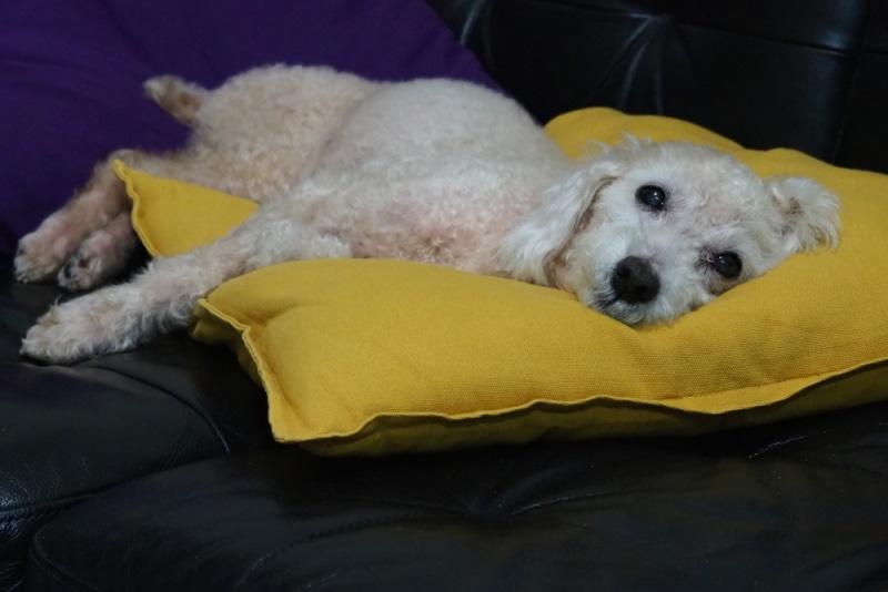 toy poodle lying on couch