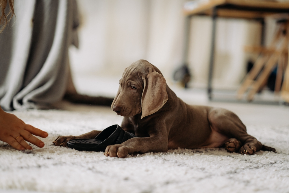 training a weimaraner puppy not to chew slippers