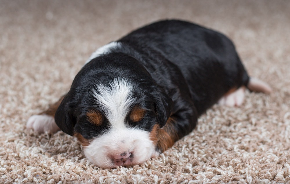 Tri-colored Mini Bernedoodle Puppy