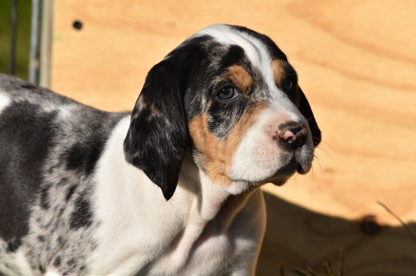 tri-colored-purebred-American-Leopard-Hound_Dee-Dalasio_shutterstock