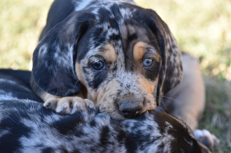tri-colored-purebred-American-Leopard-Hound_Dee-Dalasio_shutterstock
