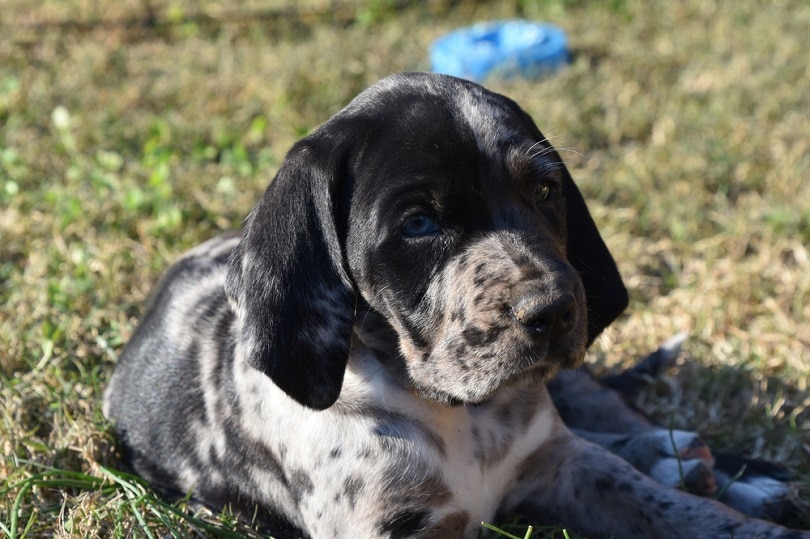 tri-colored-purebred-American-Leopard-Hound_Dee-Dalasio_shutterstock