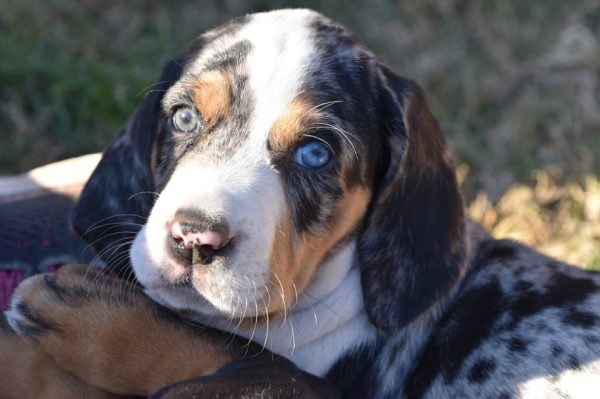 tri-colored-purebred-American-Leopard-Hound_Dee-Dalasio_shutterstock