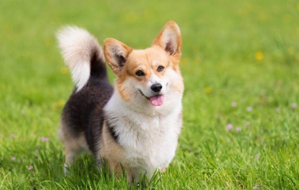 tricolor corgi dog standing on the grass field