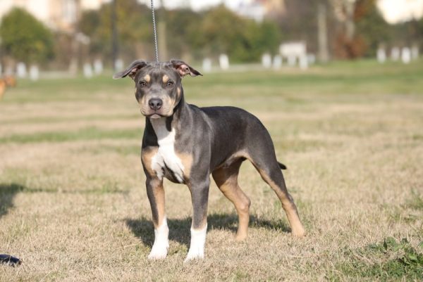 tricolor pitbull standing