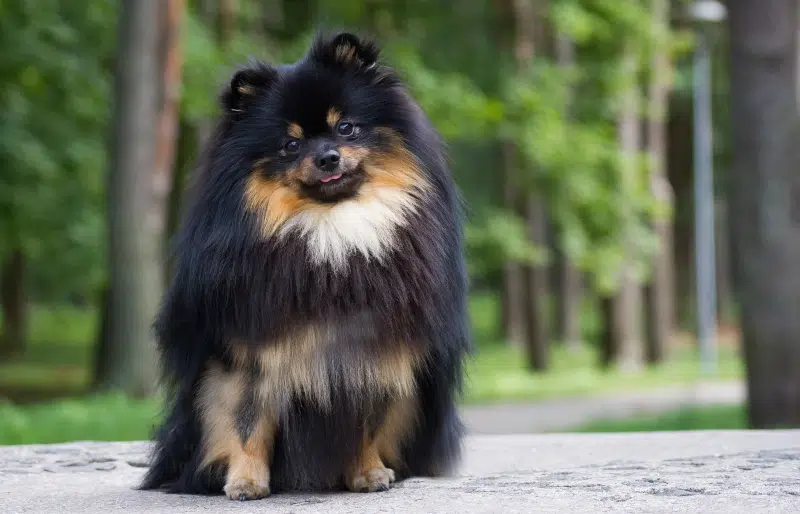 tricolor pomeranian dog outdoors