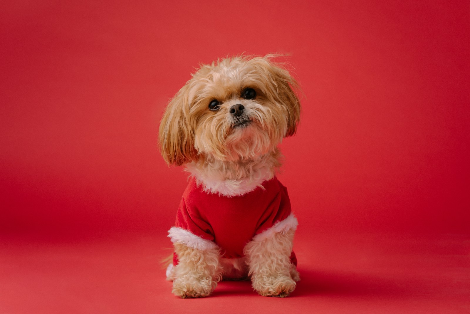 white long coated small Shih Tzu on red textile