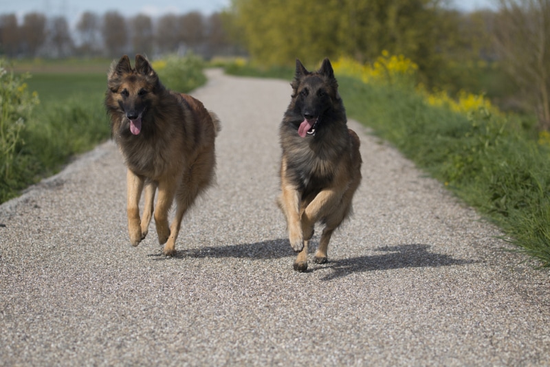 two Belgian Tervuren dogs running on a pathway