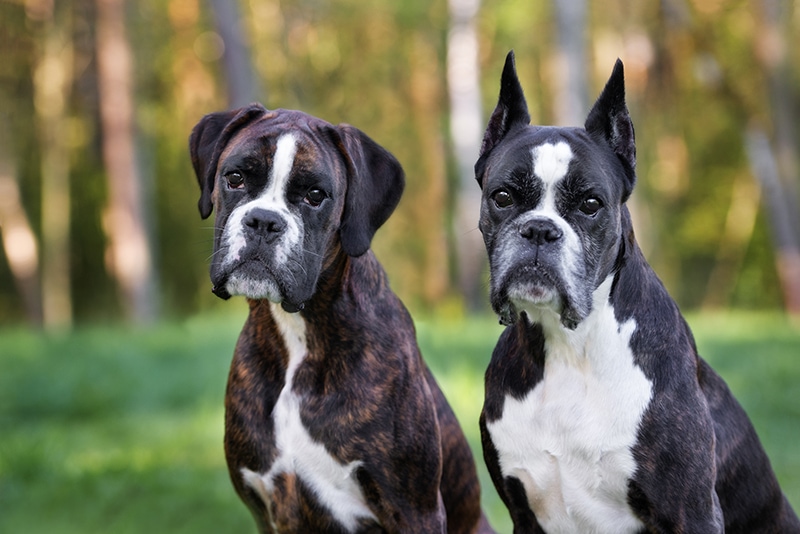 two beautiful german boxer dogs posing outdoors together