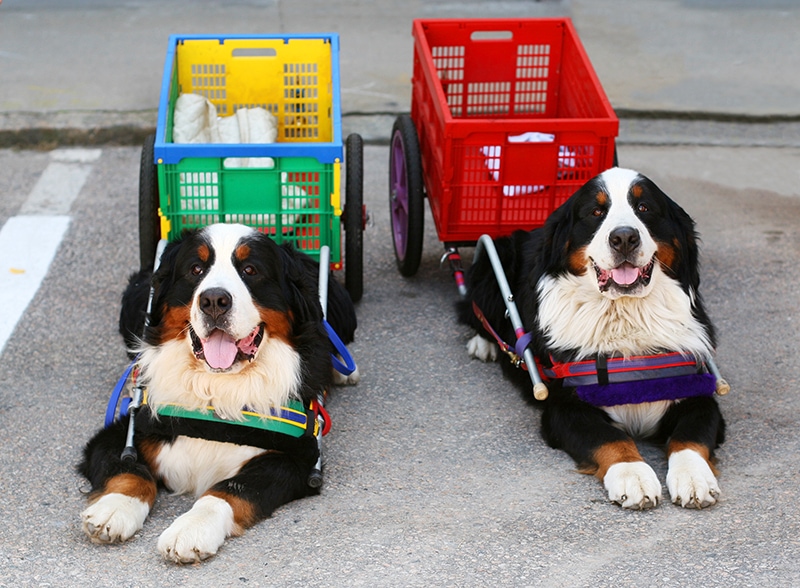 two bernese mountain dogs with carts
