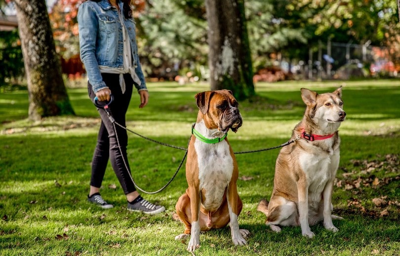 two big dogs on leashes at the park