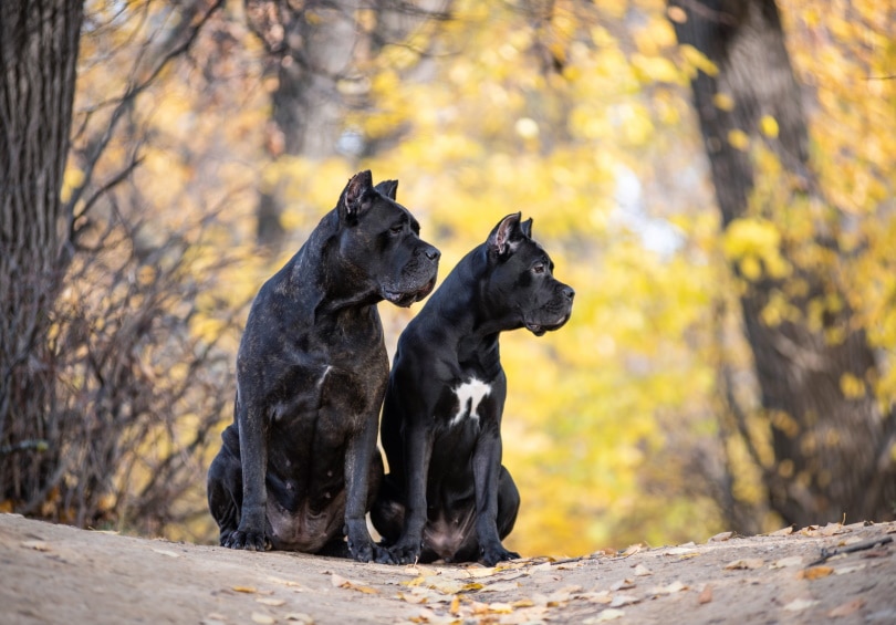 two cane corso dog sitting