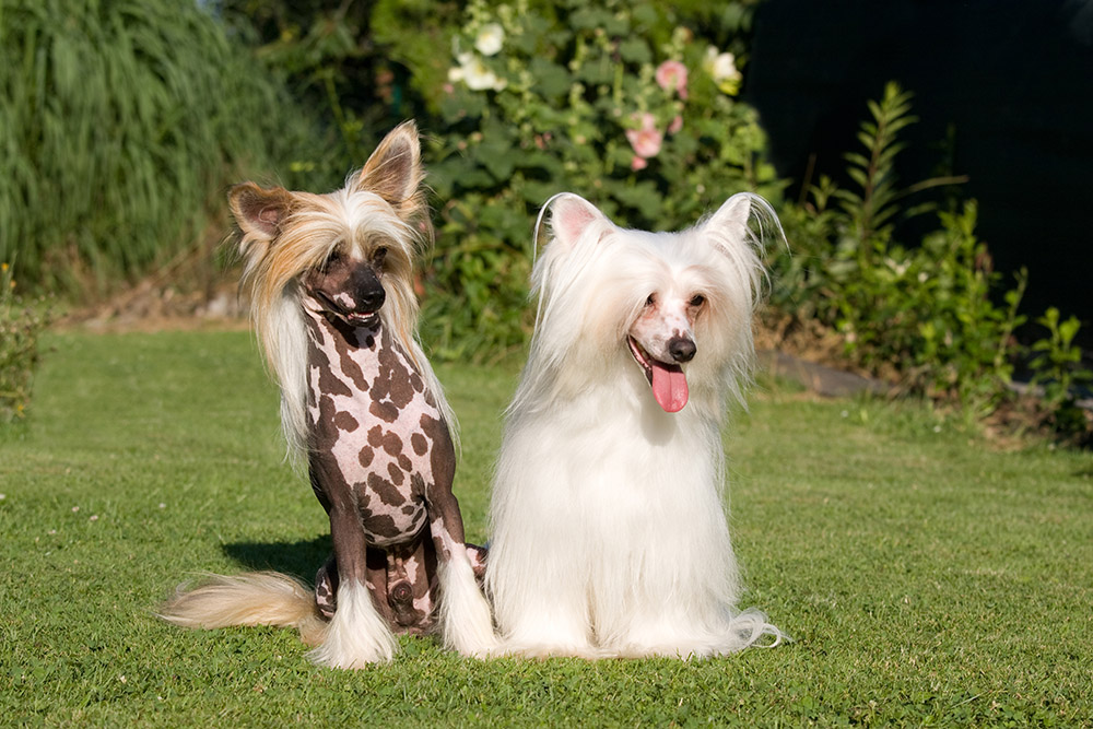 two chinese crested dogs in the lawn