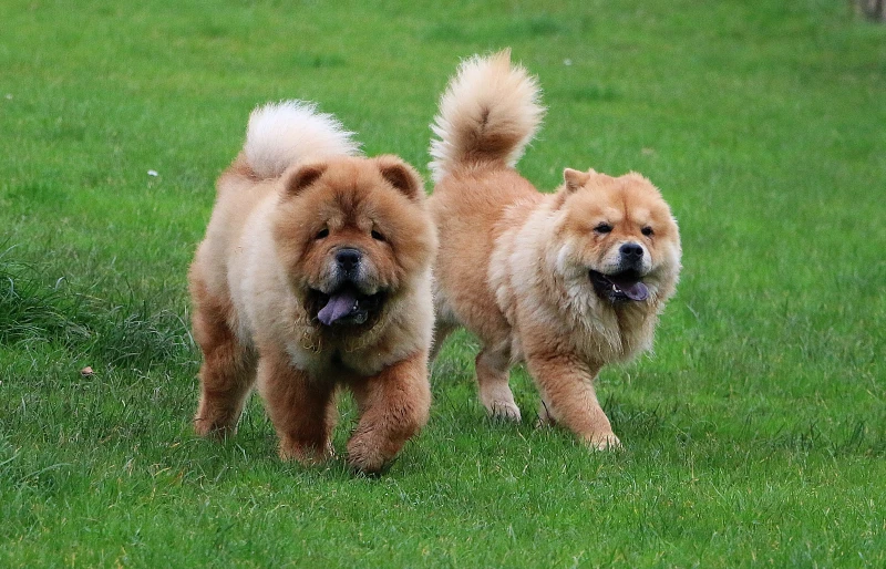 Two Chow Chows running