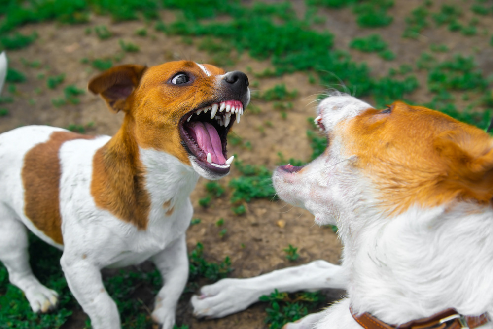 two dogs fighting outdoor