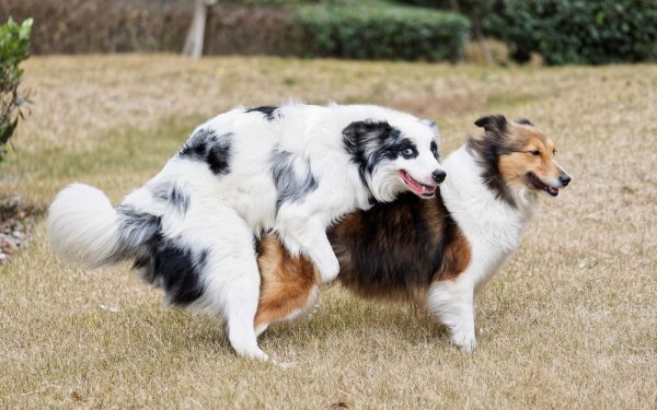 two dogs mating outdoor