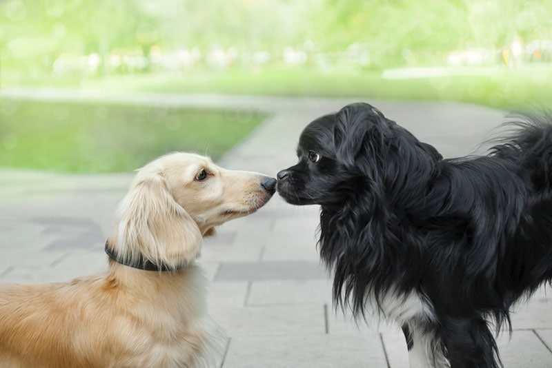 two dogs meet at the park