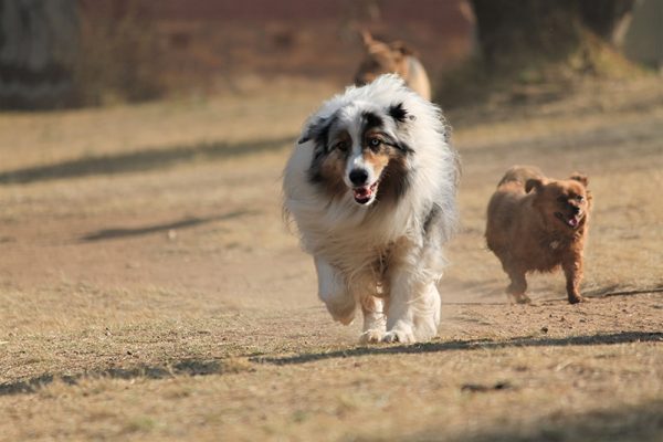 two dogs playing at the park