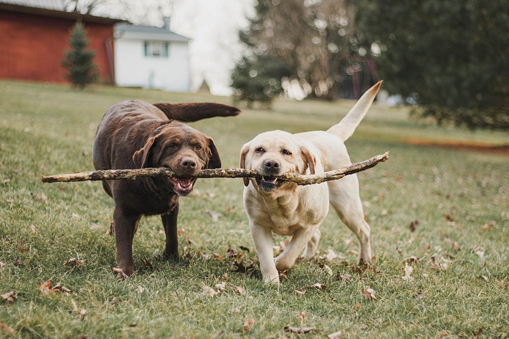 two english labrador retrievers playing