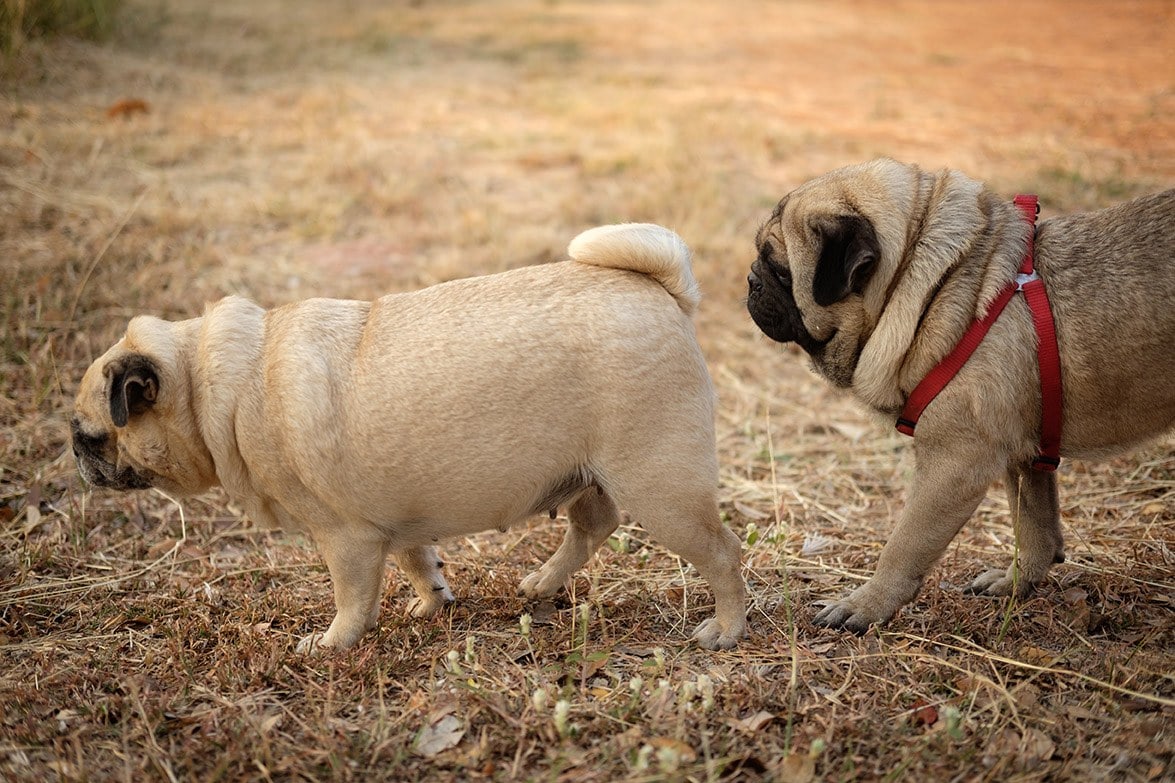 two fawn pugs