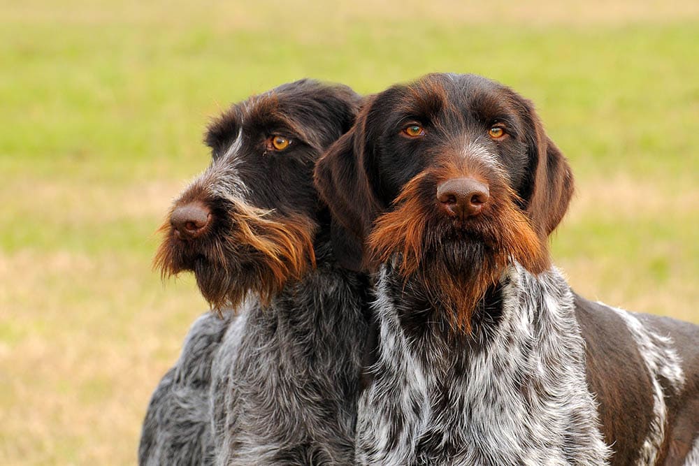 two-german-wirehaired-pointer-close-up