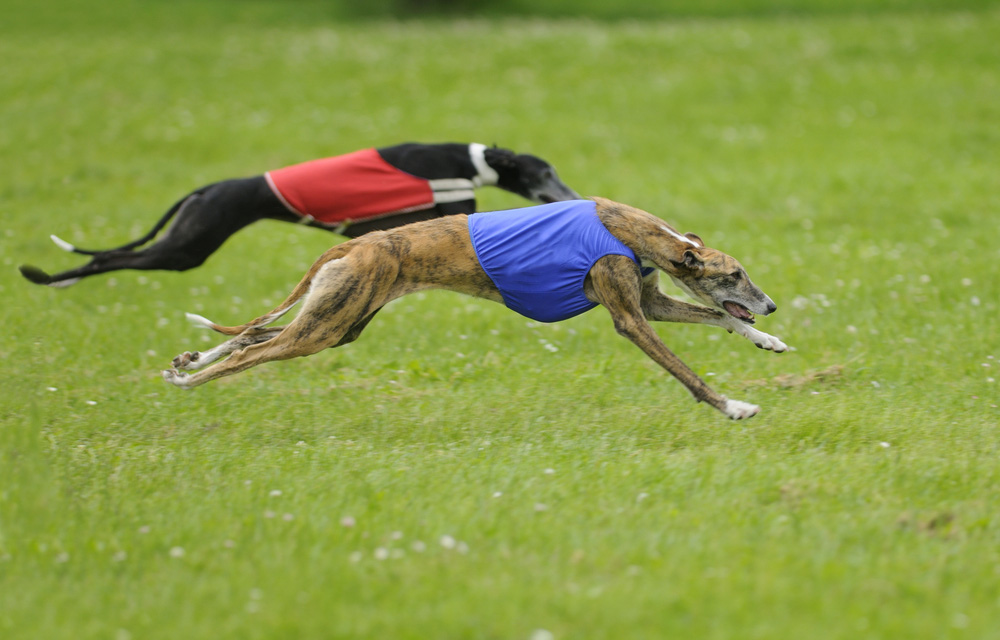 two greyhound dogs in fast CAT competition or lure coursing