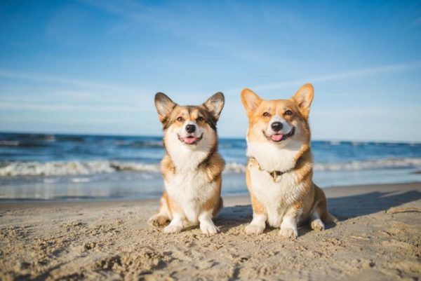 best travel places with dogs