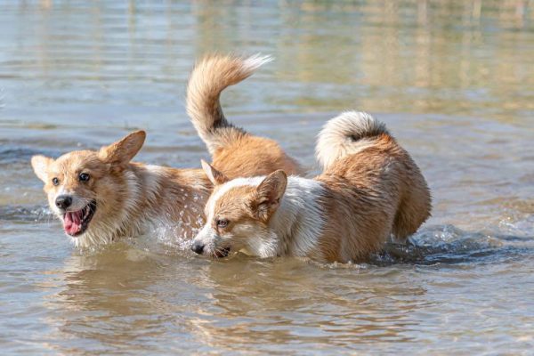 two happy welsh corgi pembroke dogs playing and jumping in the water